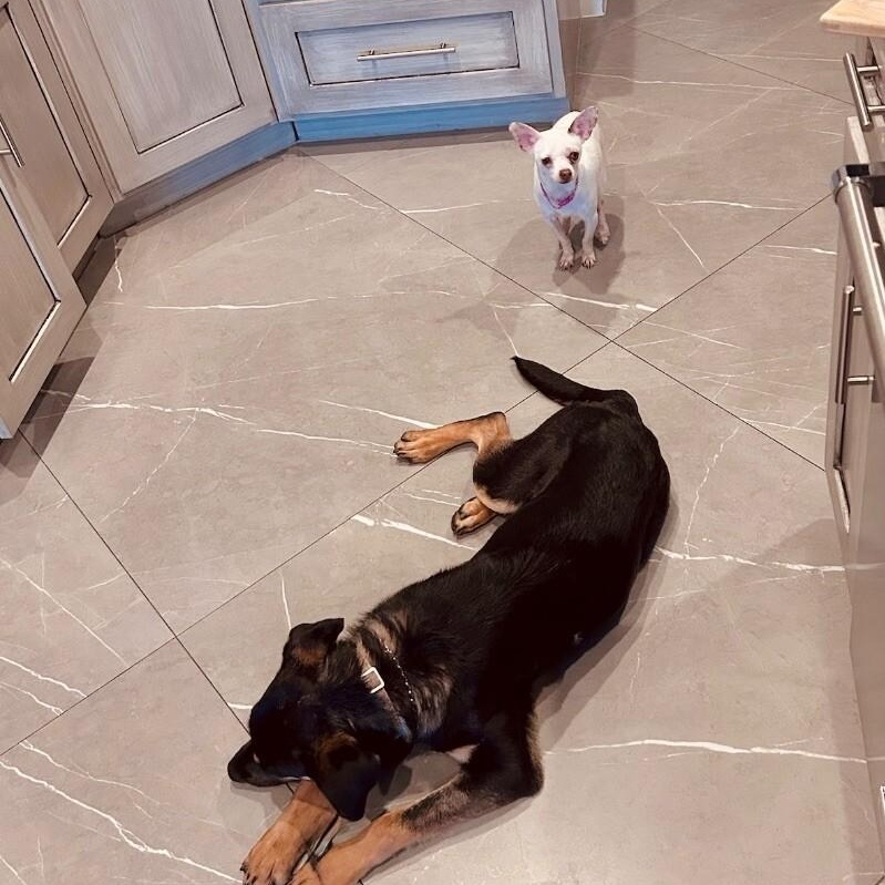 Dobbie Boy the Ultimate Pawsome Buddy — thumbnail 4