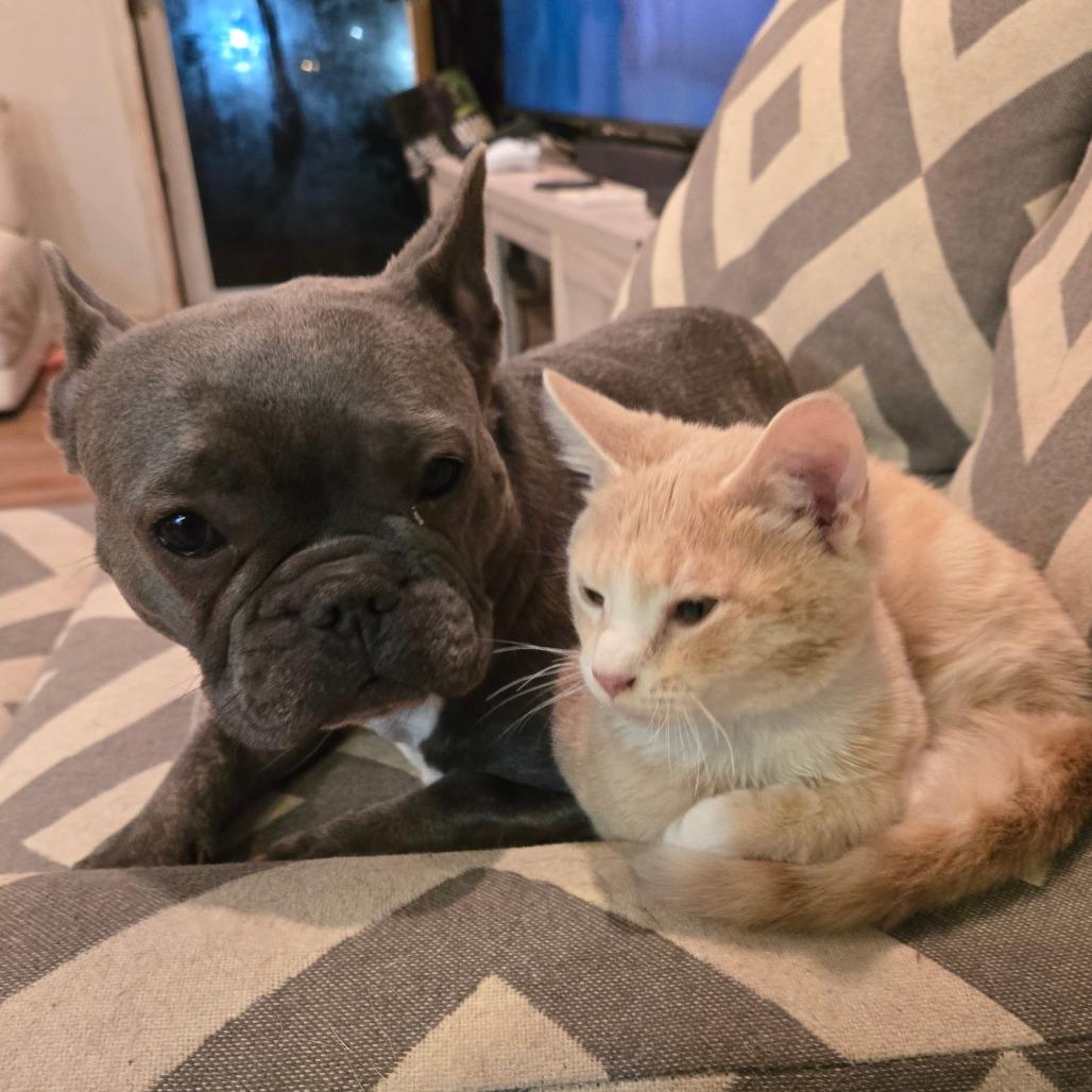 Betty (B-Y Kitties), Adoptable, Kitten Female Domestic Short Hair.