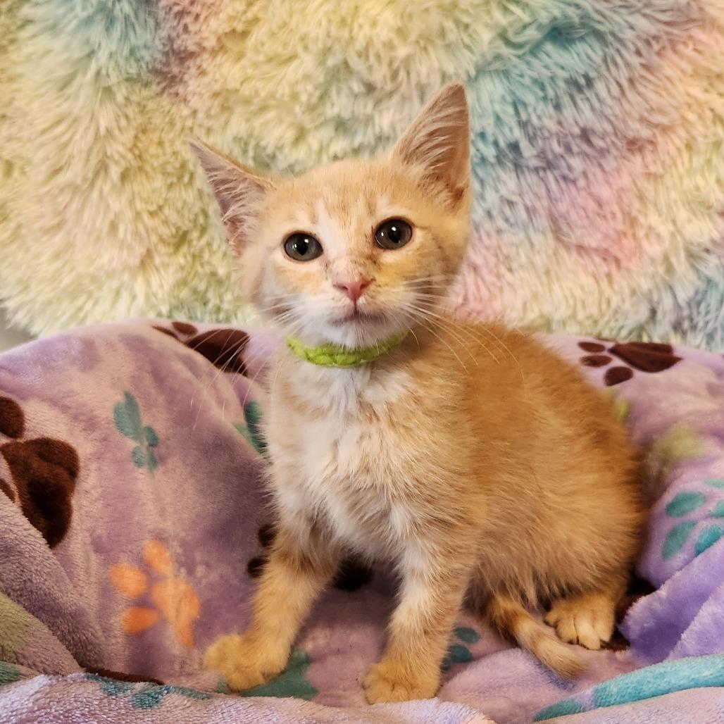 Betty (B-Y Kitties), a Adoptable Domestic Short Hair in Woodbridge, VA image 3/4