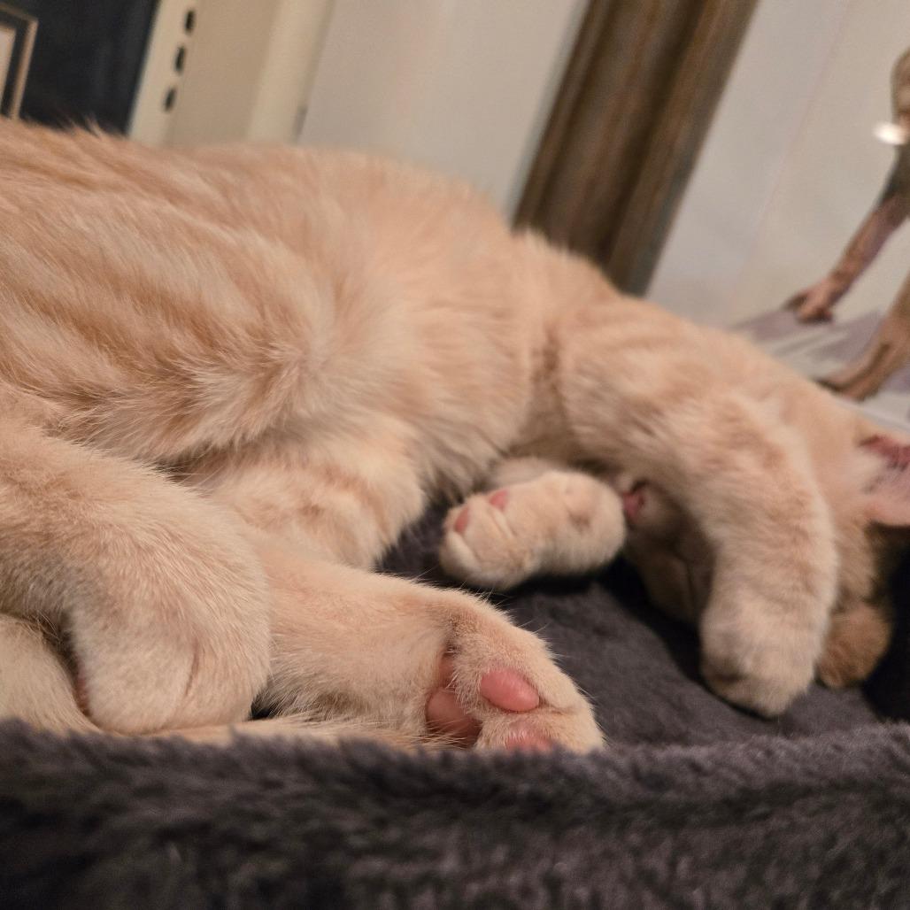 Betty (B-Y Kitties), a Adoptable Domestic Short Hair in Woodbridge, VA image 4/4