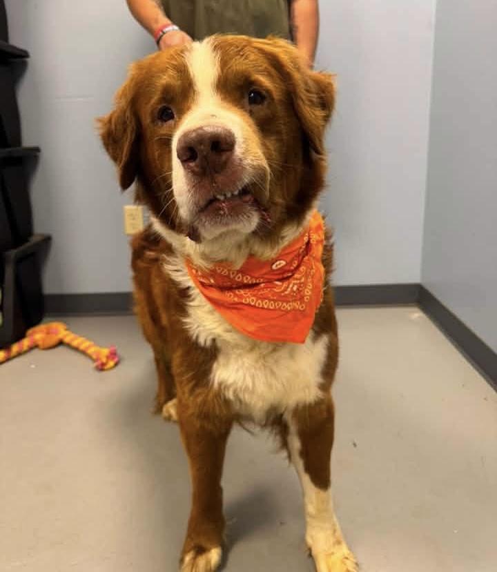KJ, an adopted mixed breed in Zanesville, OH image 3/3