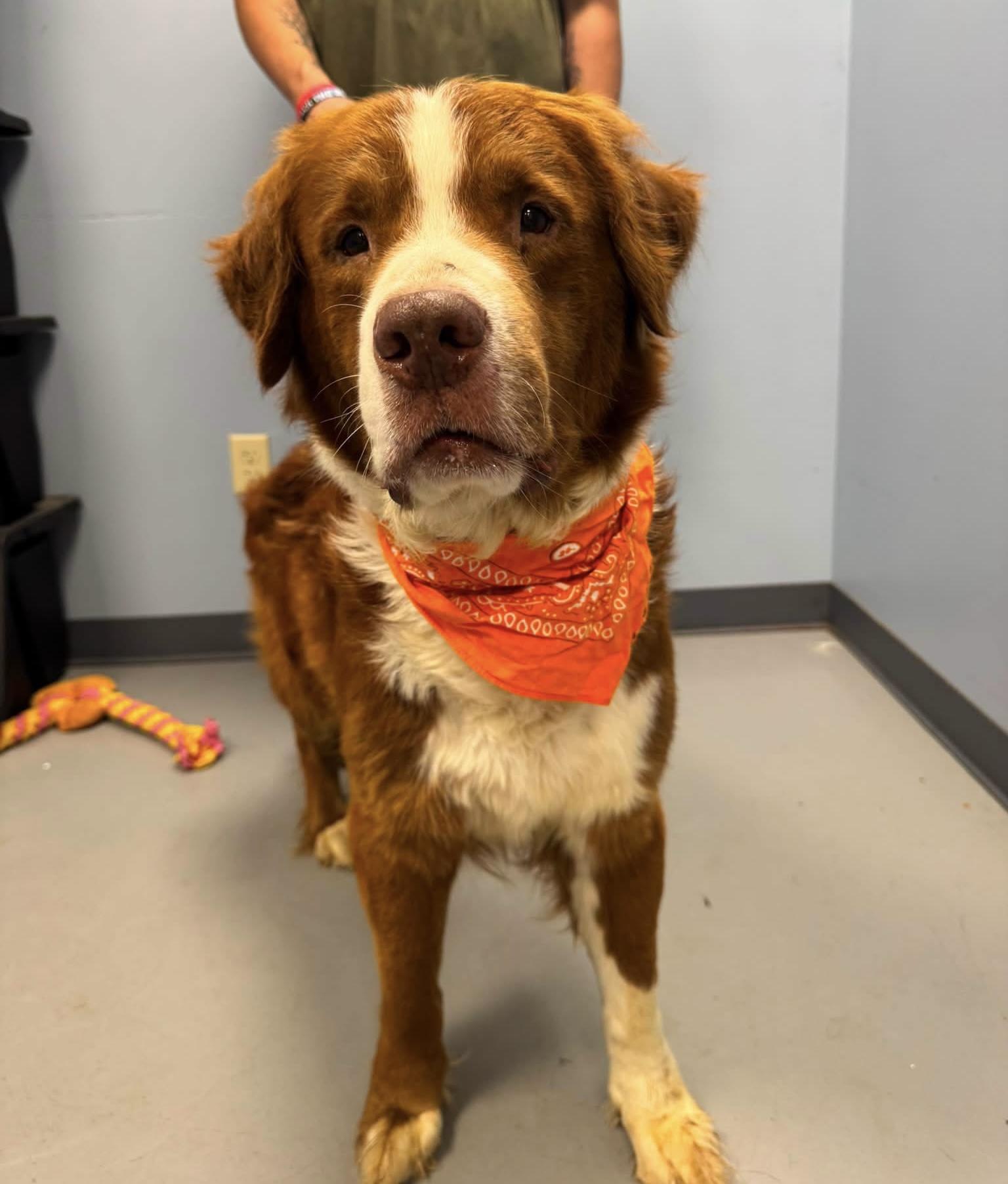 KJ, an adopted mixed breed in Zanesville, OH image 2/3