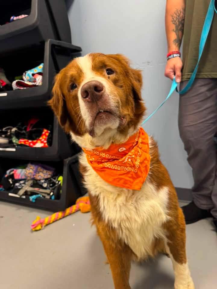 KJ, adopted, Senior Male Collie.