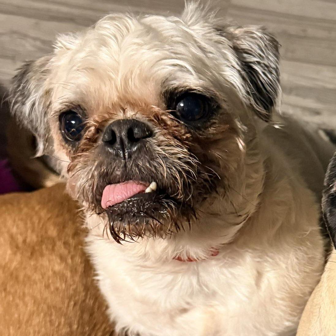 Enlarge Alabama Shakes, a ADOPTABLE Pug in Des Moines, IA image 1/1