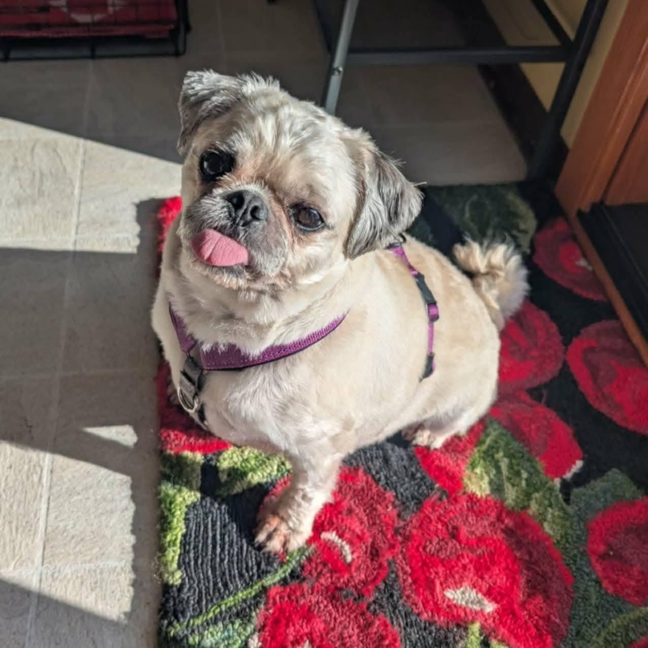 Alabama Shakes, ADOPTABLE, Adult Male Pug.