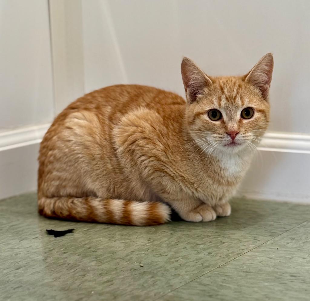 Nickolas, Adoptable, Young Male Domestic Short Hair.