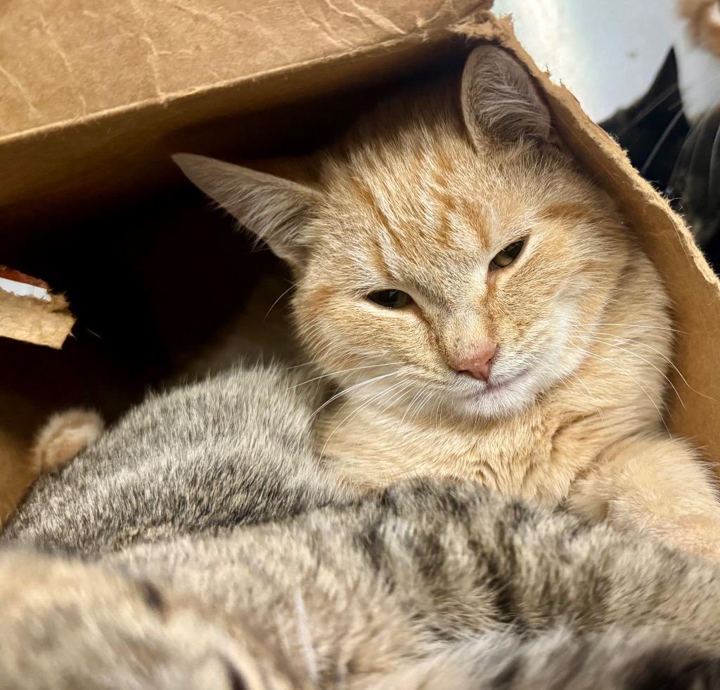 Enlarge Nickolas, a Adoptable mixed breed in Danielsville, GA image 2/2