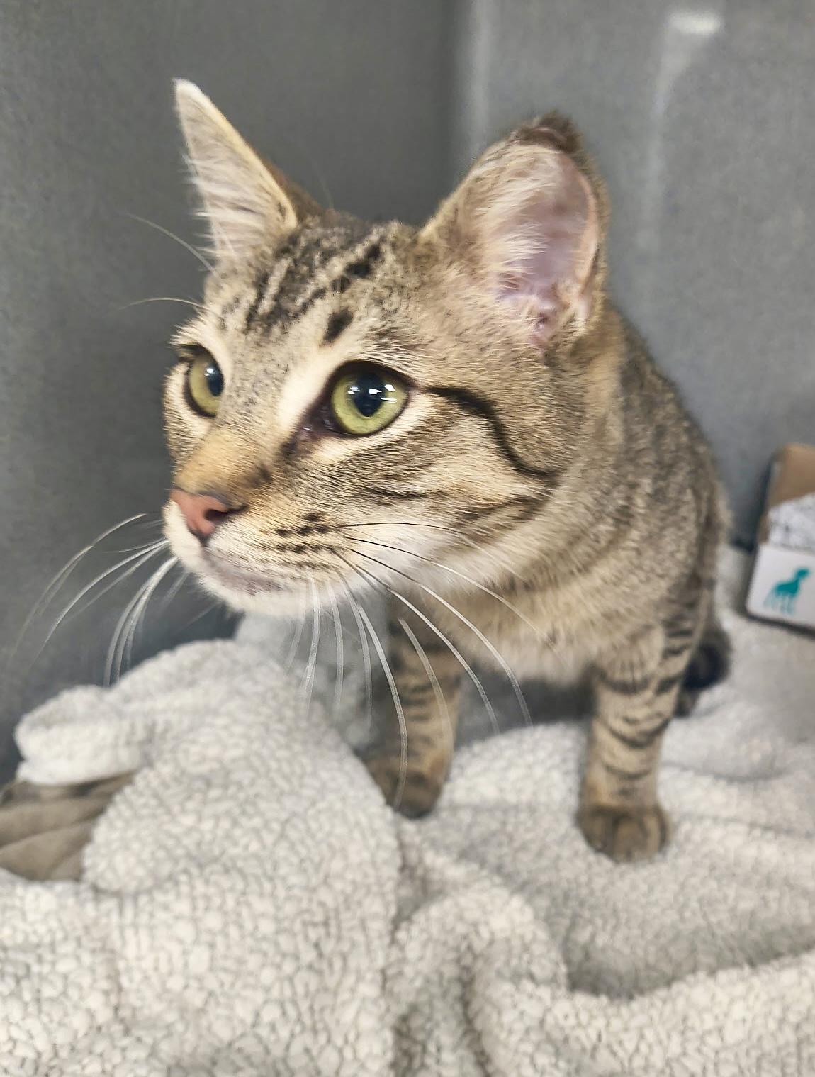 Enlarge Jeremy, a Adoptable Tabby in San Juan Capistrano, CA image 2/4