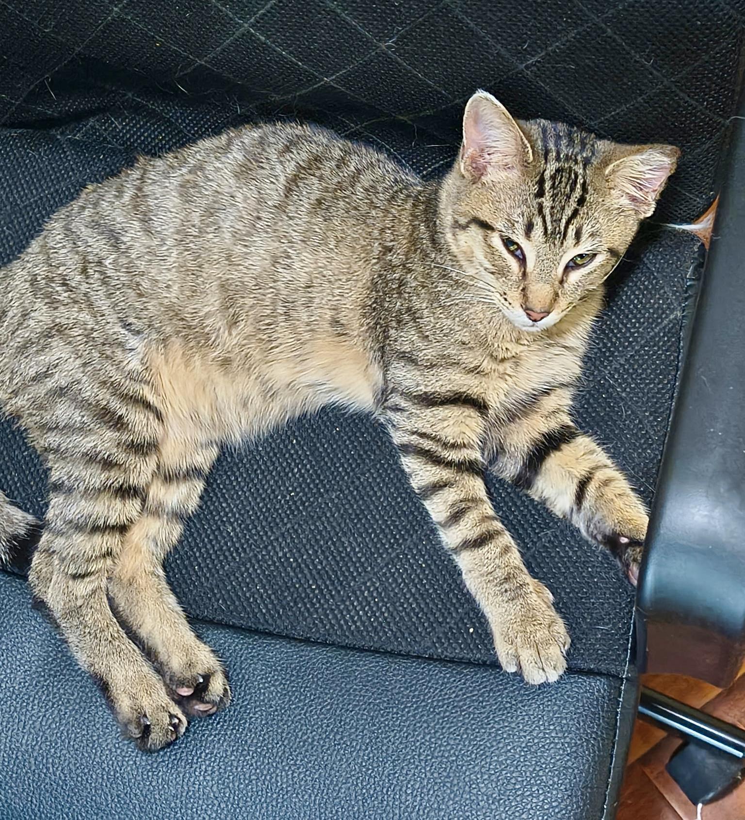 Jeremy, Adoptable, Young Male Tabby.