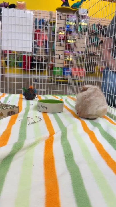 Enlarge Felix, an adoptable Abyssinian in Edinburg, PA video 6/6