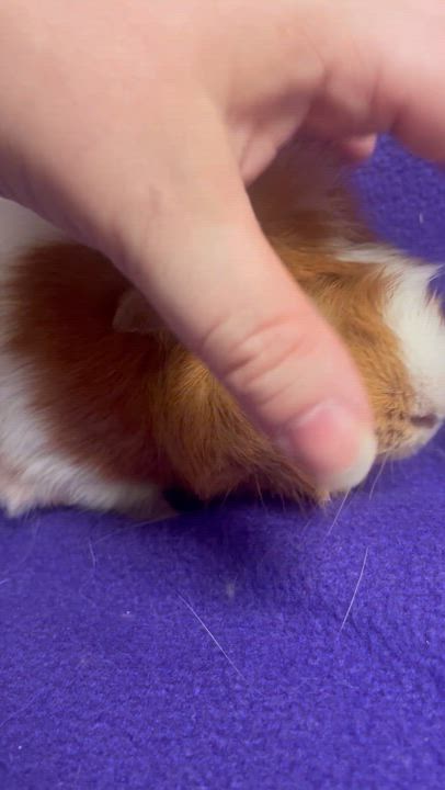 Enlarge Felix, an adoptable Abyssinian in Edinburg, PA video 2/6