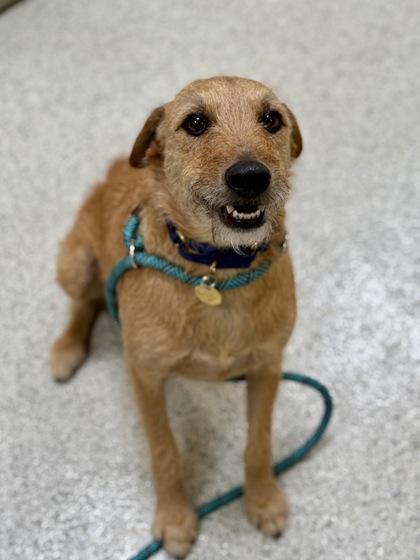 Enlarge Ilya, an adopted mixed breed in Downers Grove, IL image 2/3