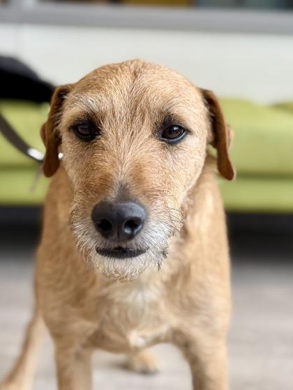 Enlarge Ilya, an adopted mixed breed in Downers Grove, IL image 1/3