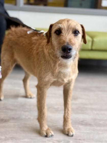 Enlarge Ilya, an adopted mixed breed in Downers Grove, IL image 3/3