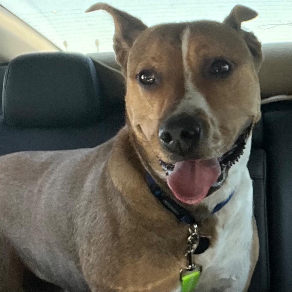 Enlarge Lexi, a Adoptable American Staffordshire Terrier in Logan, UT image 1/2