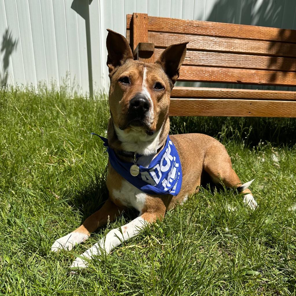 Enlarge Lexi, a Adoptable American Staffordshire Terrier in Logan, UT image 2/2