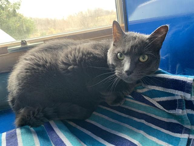 Enlarge MORI, a Adoptable Domestic Short Hair in Westminster, MD image 1/1