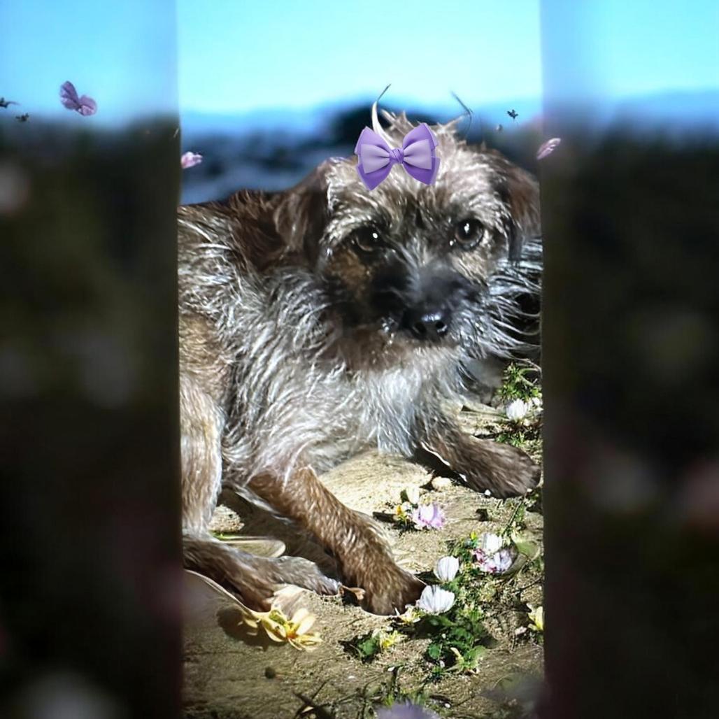 Lady Bug, Adoptable, Young Female Yorkshire Terrier & Chihuahua.