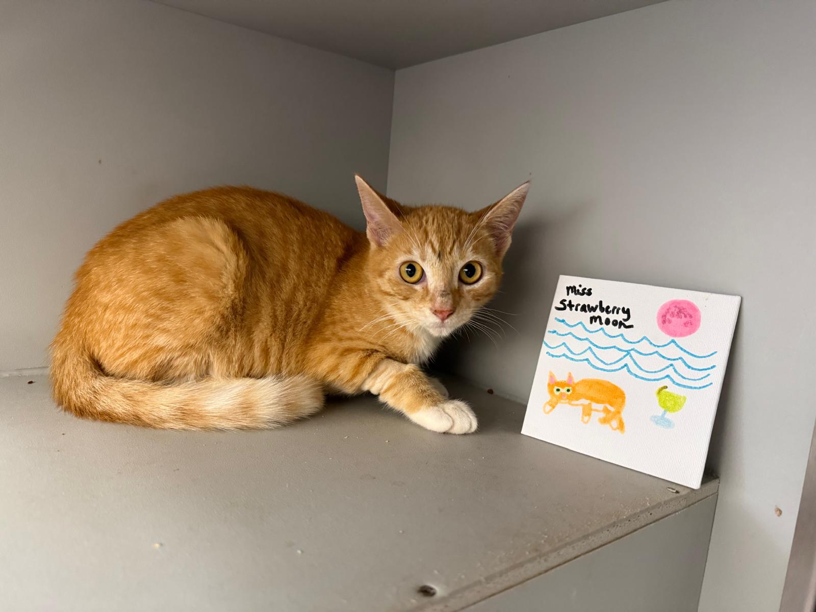 Strawberry Moon, ADOPTABLE, Kitten Female Domestic Short Hair.