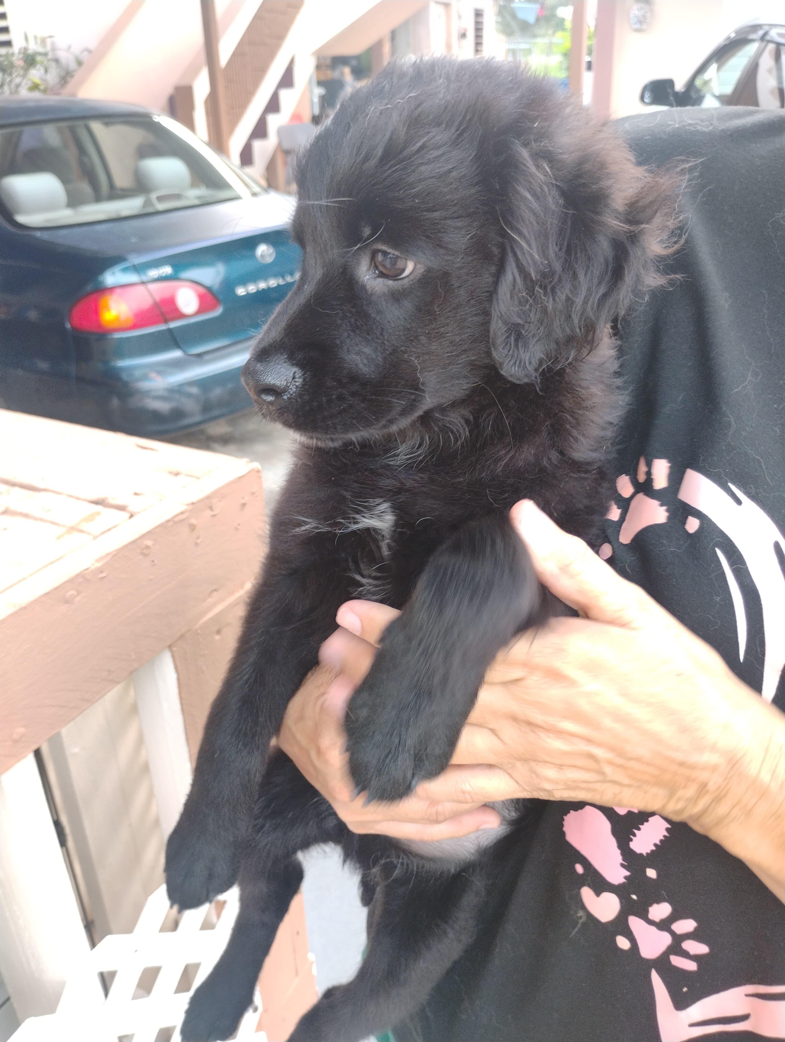 SIMBA, a Adoptable mixed breed in Annapolis, MD image 5/6