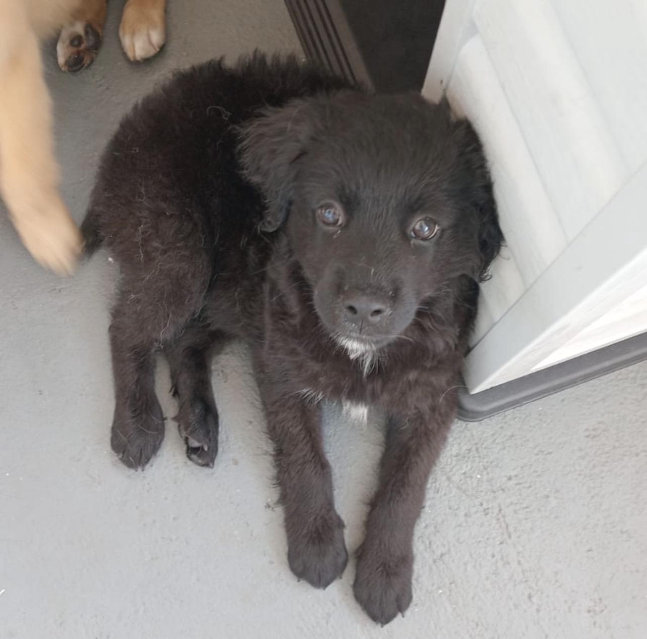 SIMBA, Adoptable, Puppy Male Golden Retriever & Mixed Breed.