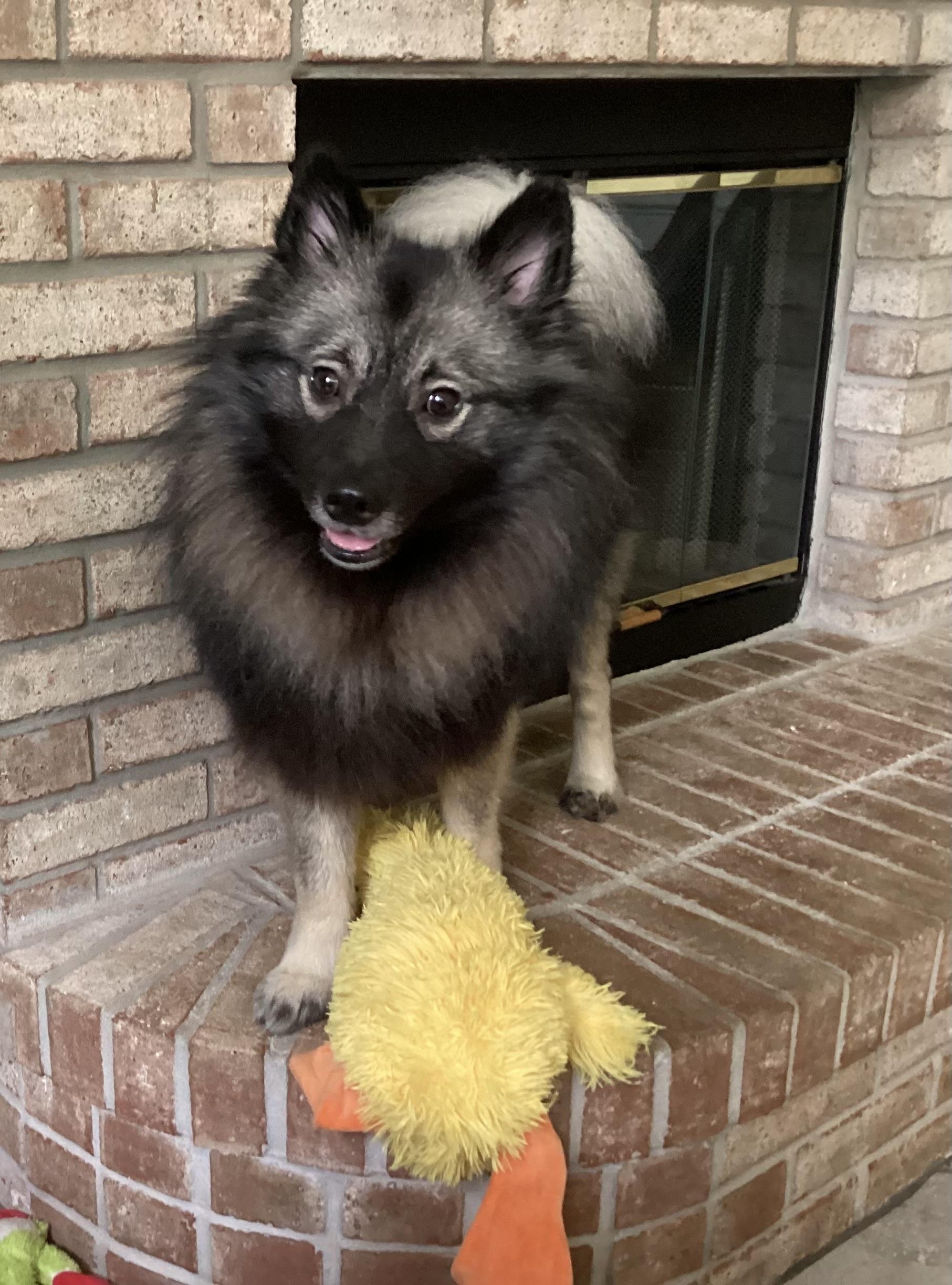 Enlarge Iko - ADOPTED, a Adopted Keeshond in Jacksonville, FL image 3/5