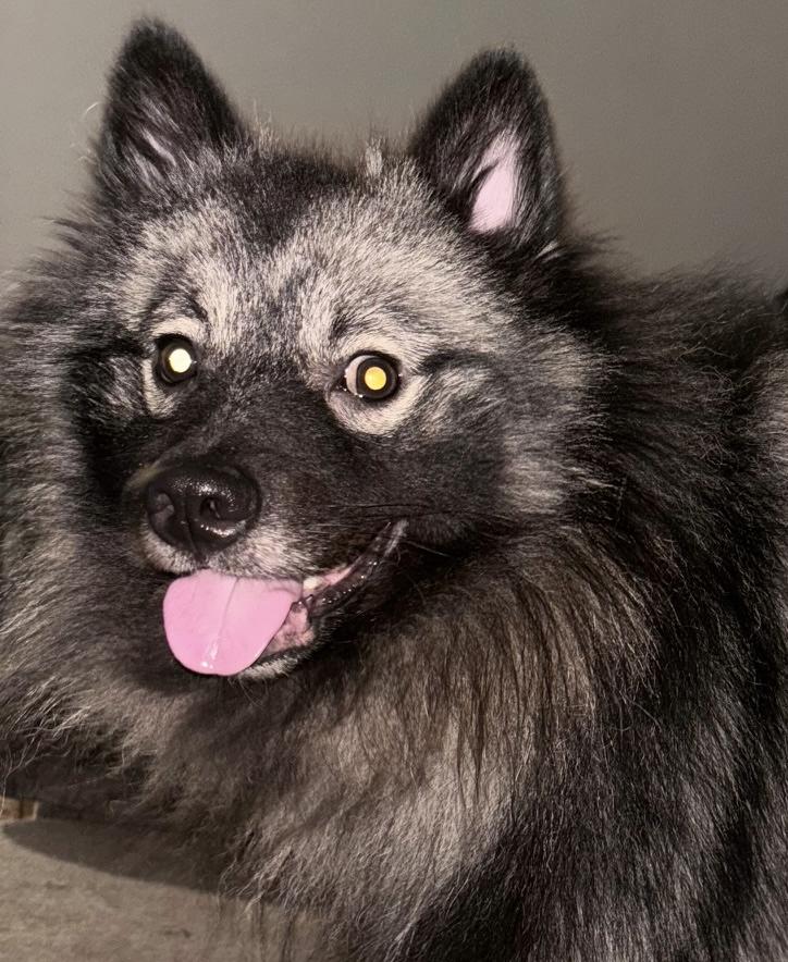 Enlarge Iko - ADOPTED, a Adopted Keeshond in Jacksonville, FL image 4/5