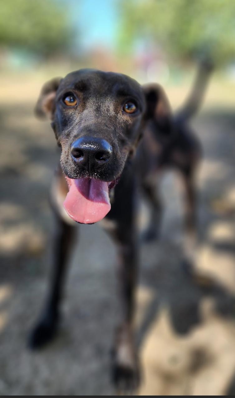 Ace, Adoptable, Adult Male Labrador Retriever.