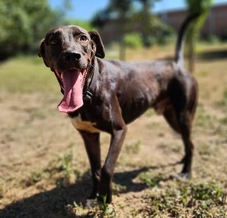 Ace, an adoptable Labrador Retriever in EL COLORADO, JAL, 48265 | Photo Image 2