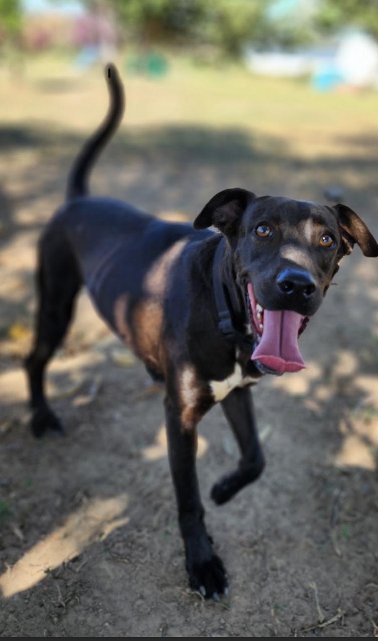 Ace, an adoptable Labrador Retriever in EL COLORADO, JAL, 48265 | Photo Image 3