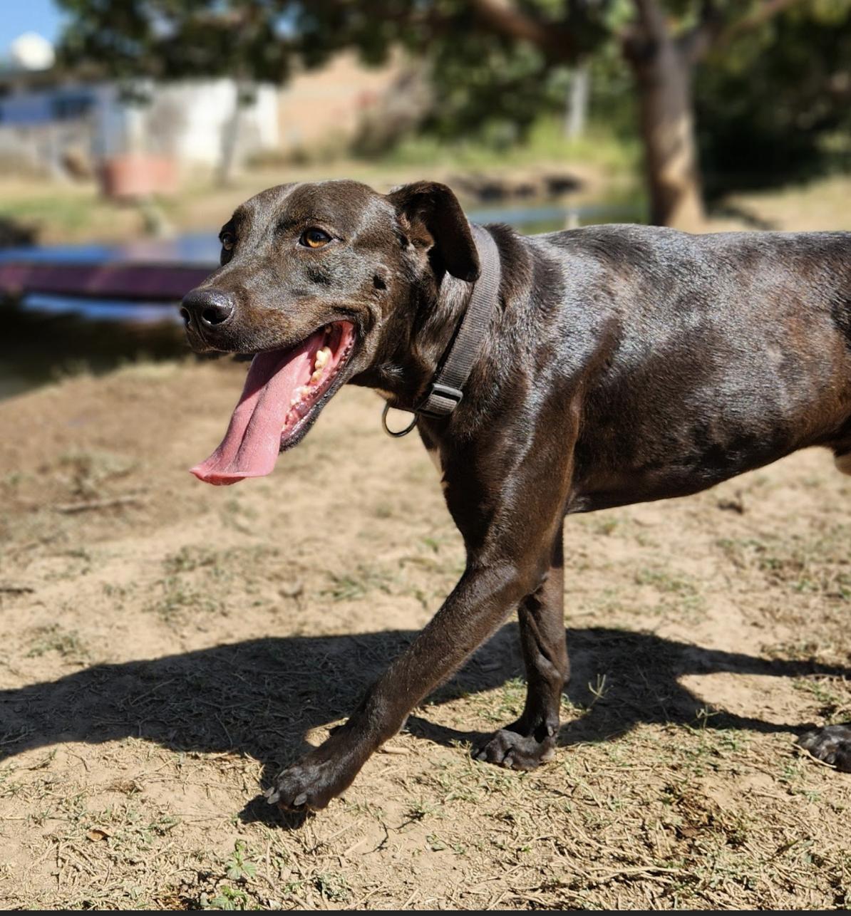 Ace, an adoptable Labrador Retriever in EL COLORADO, JAL, 48265 | Photo Image 5