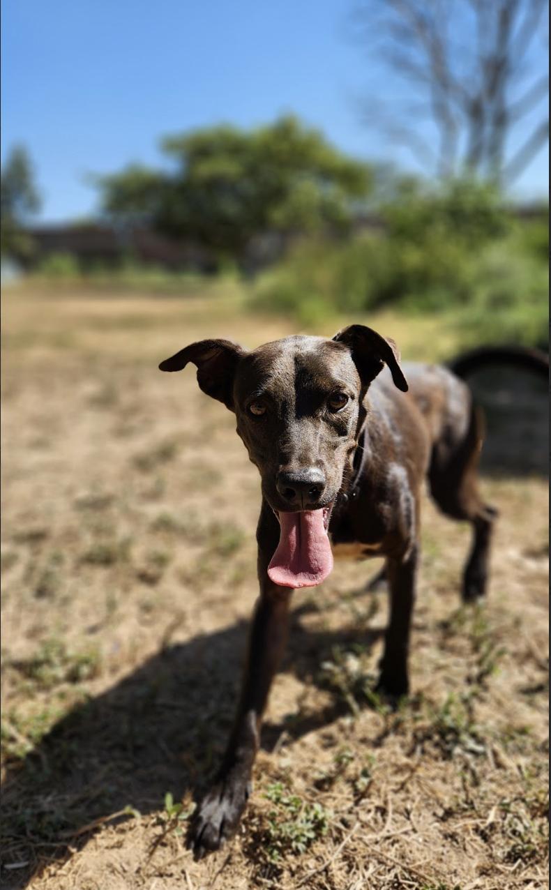 Ace, an adoptable Labrador Retriever in EL COLORADO, JAL, 48265 | Photo Image 6