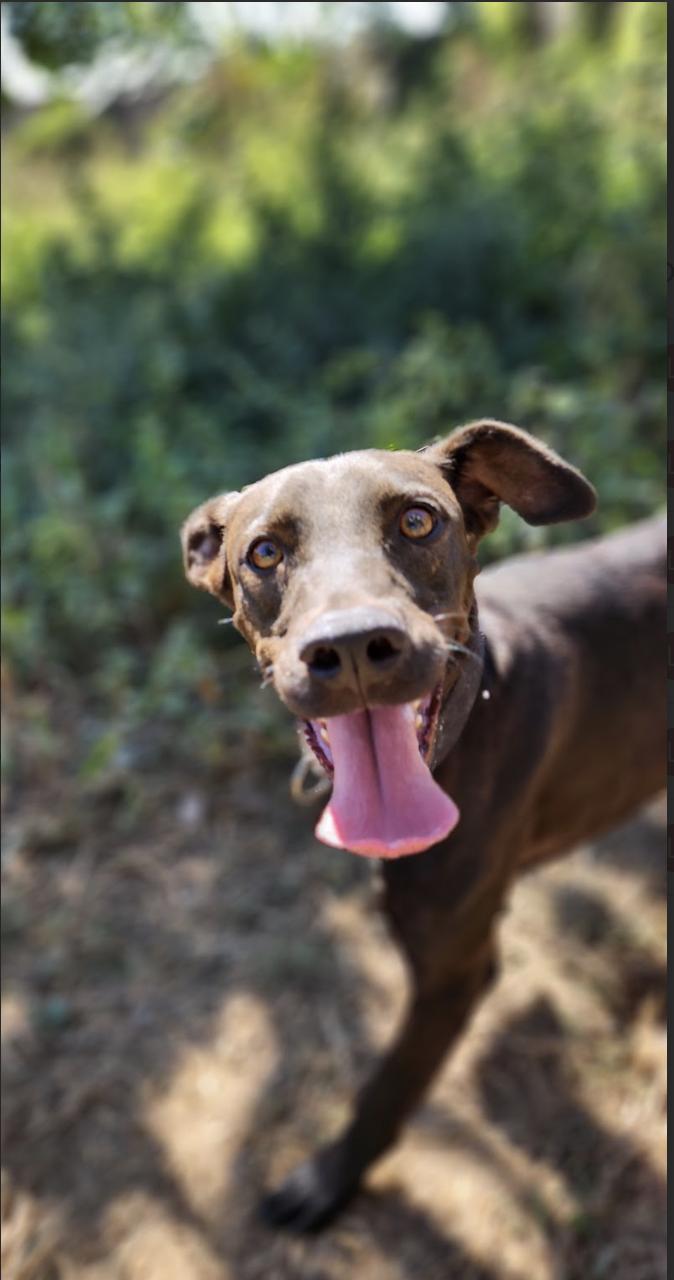 Ace, an adoptable Labrador Retriever in EL COLORADO, JAL, 48265 | Photo Image 4
