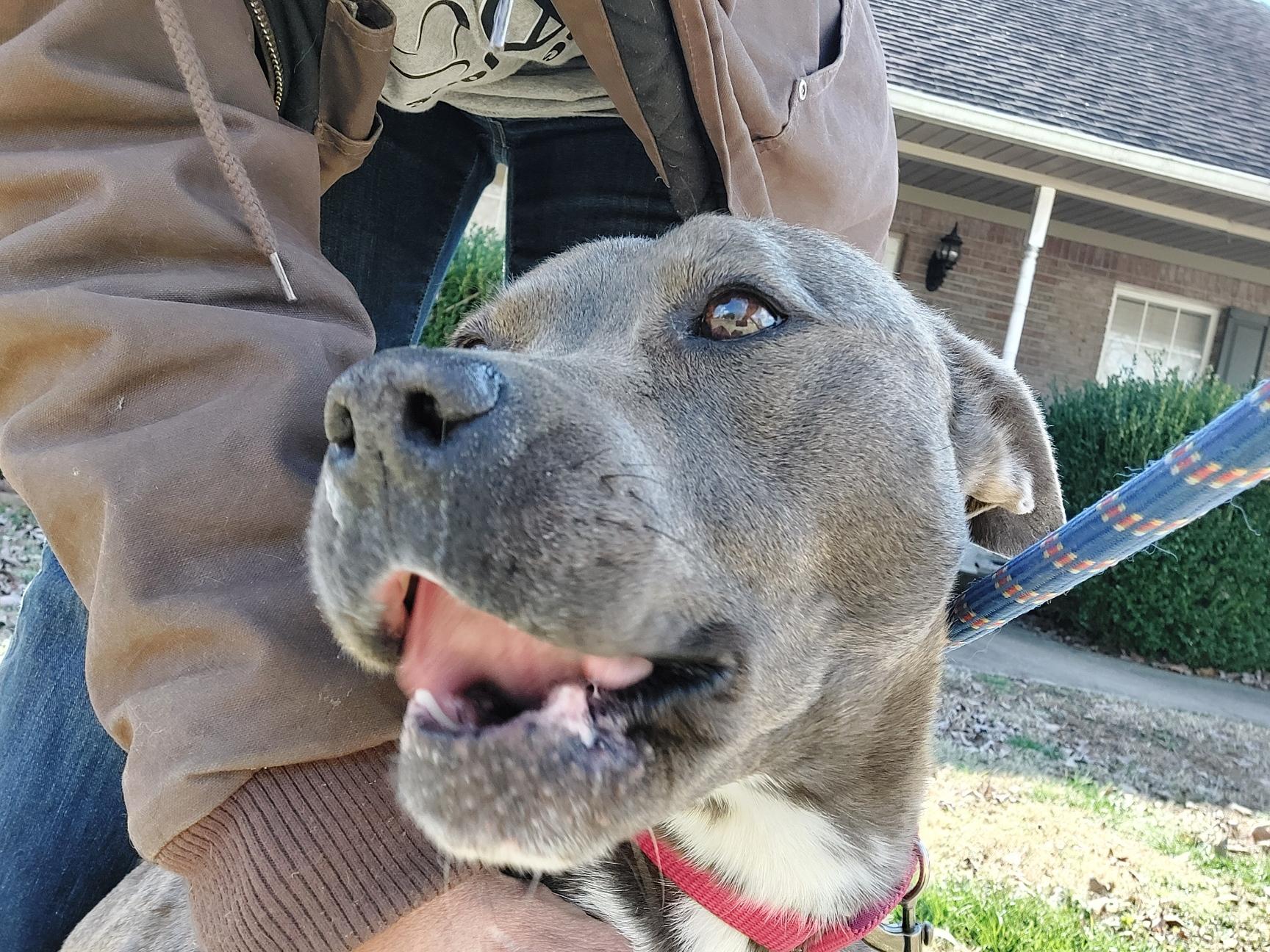 Enlarge Blue Bonnie "BB", a Adopted mixed breed in Toney, AL image 1/1