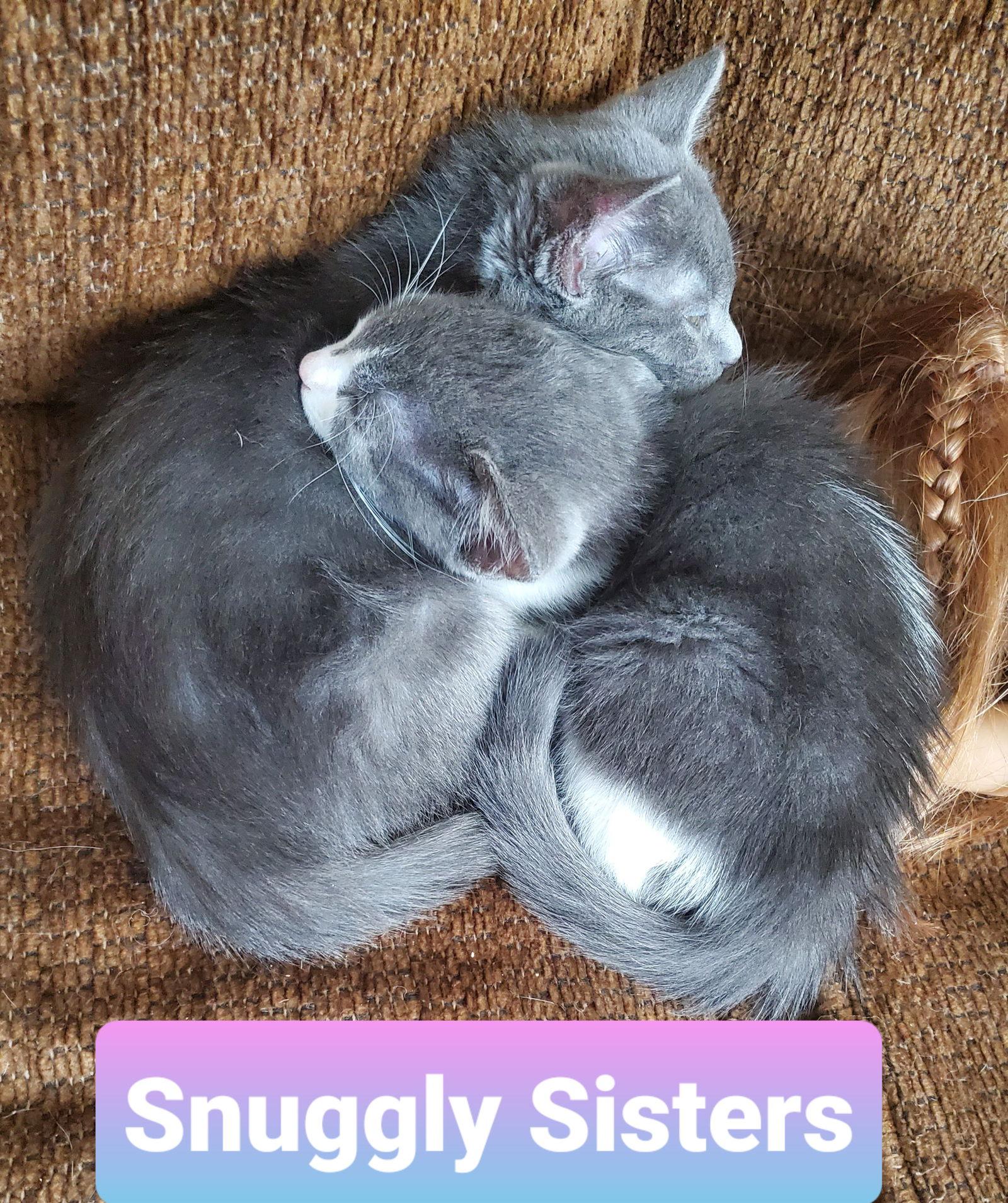 Enlarge Misti, a Adopted Domestic Short Hair in McKinney, TX image 1/3