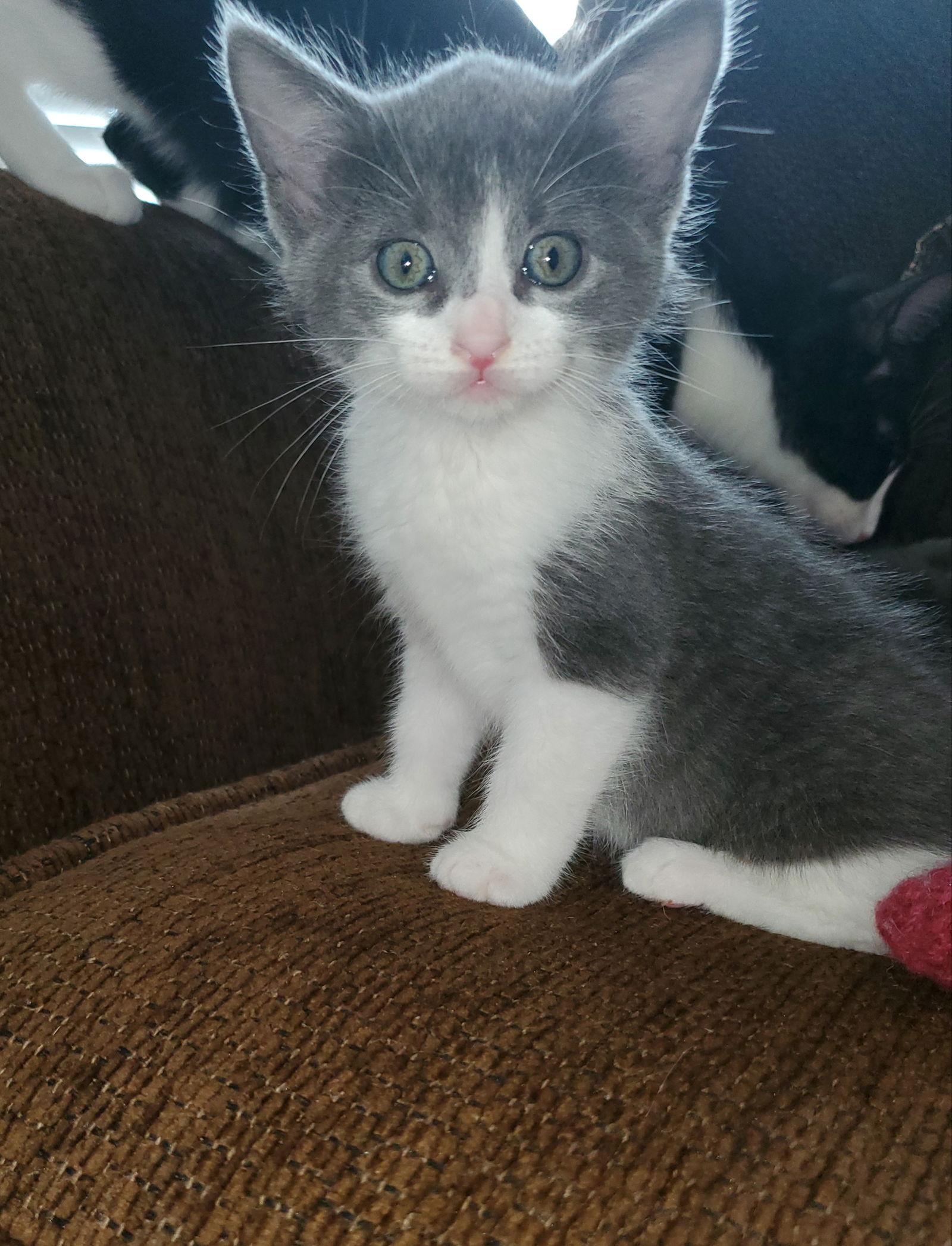 Enlarge Misti, a Adopted Domestic Short Hair in McKinney, TX image 2/3