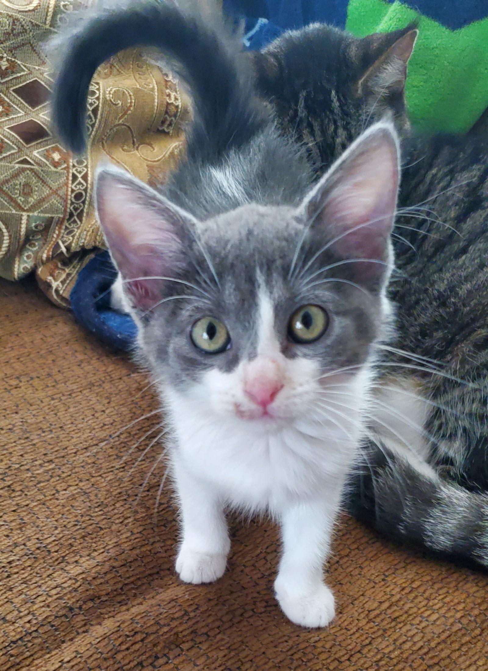 Enlarge Misti, a Adopted Domestic Short Hair in McKinney, TX image 3/3