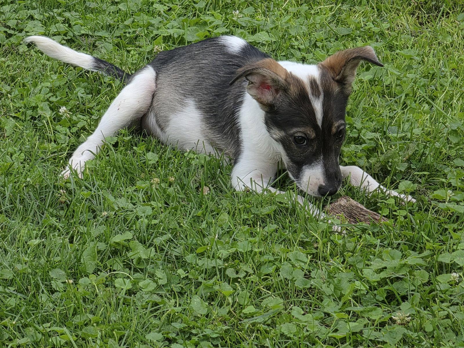 Harper, Adoptable, Puppy Female Husky & Shepherd.