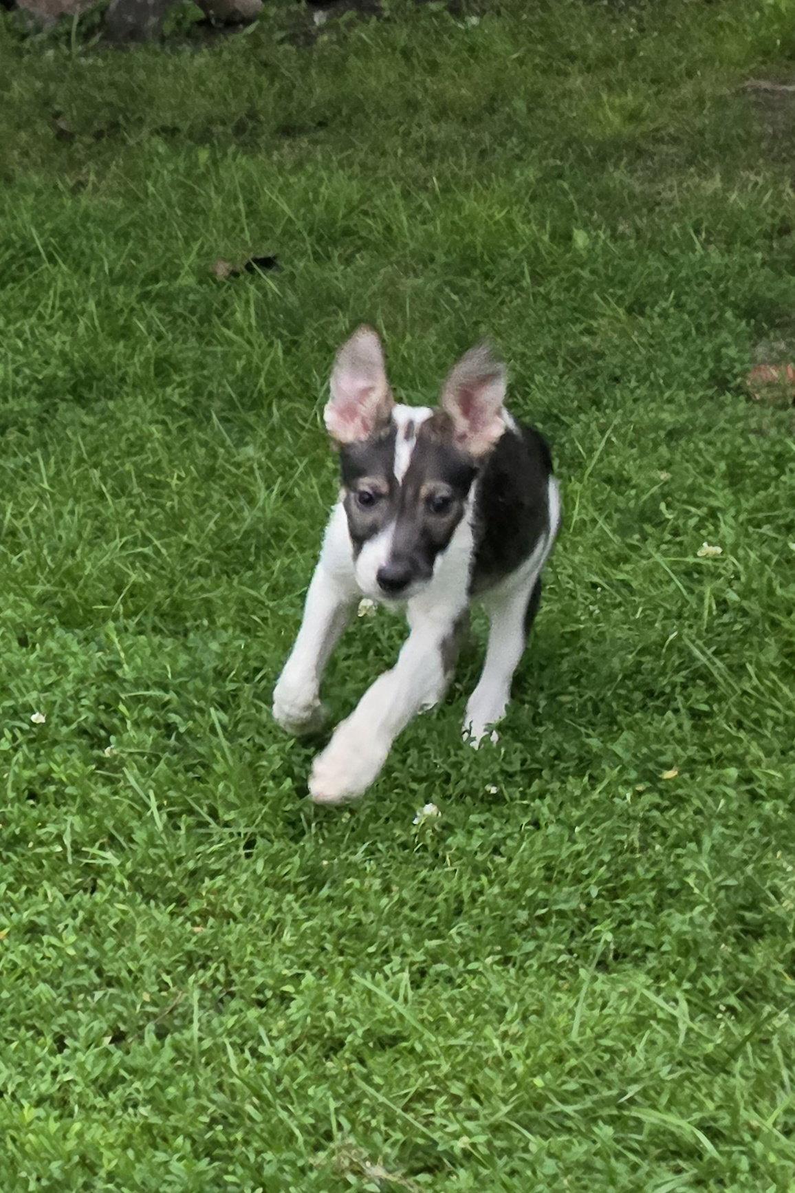 Enlarge Harper, a Adoptable mixed breed in Marine City, MI image 2/3