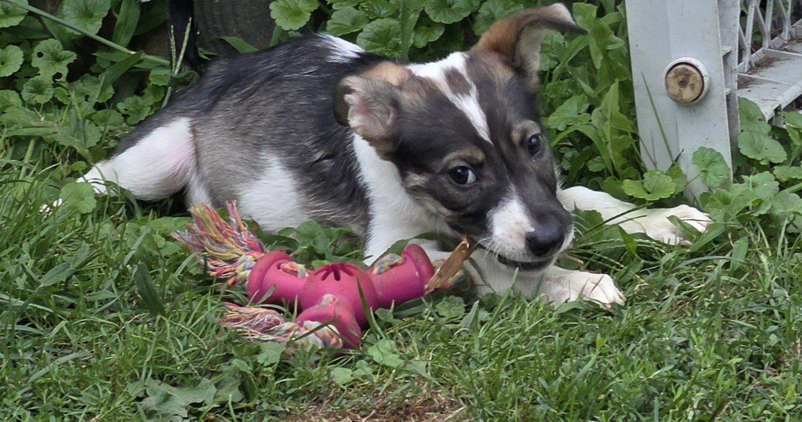 Enlarge Harper, a Adoptable mixed breed in Marine City, MI image 3/3