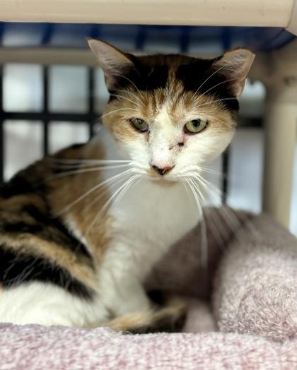 Enlarge Miss Tampa, a ADOPTABLE Domestic Short Hair in Lafayette, IN image 1/1