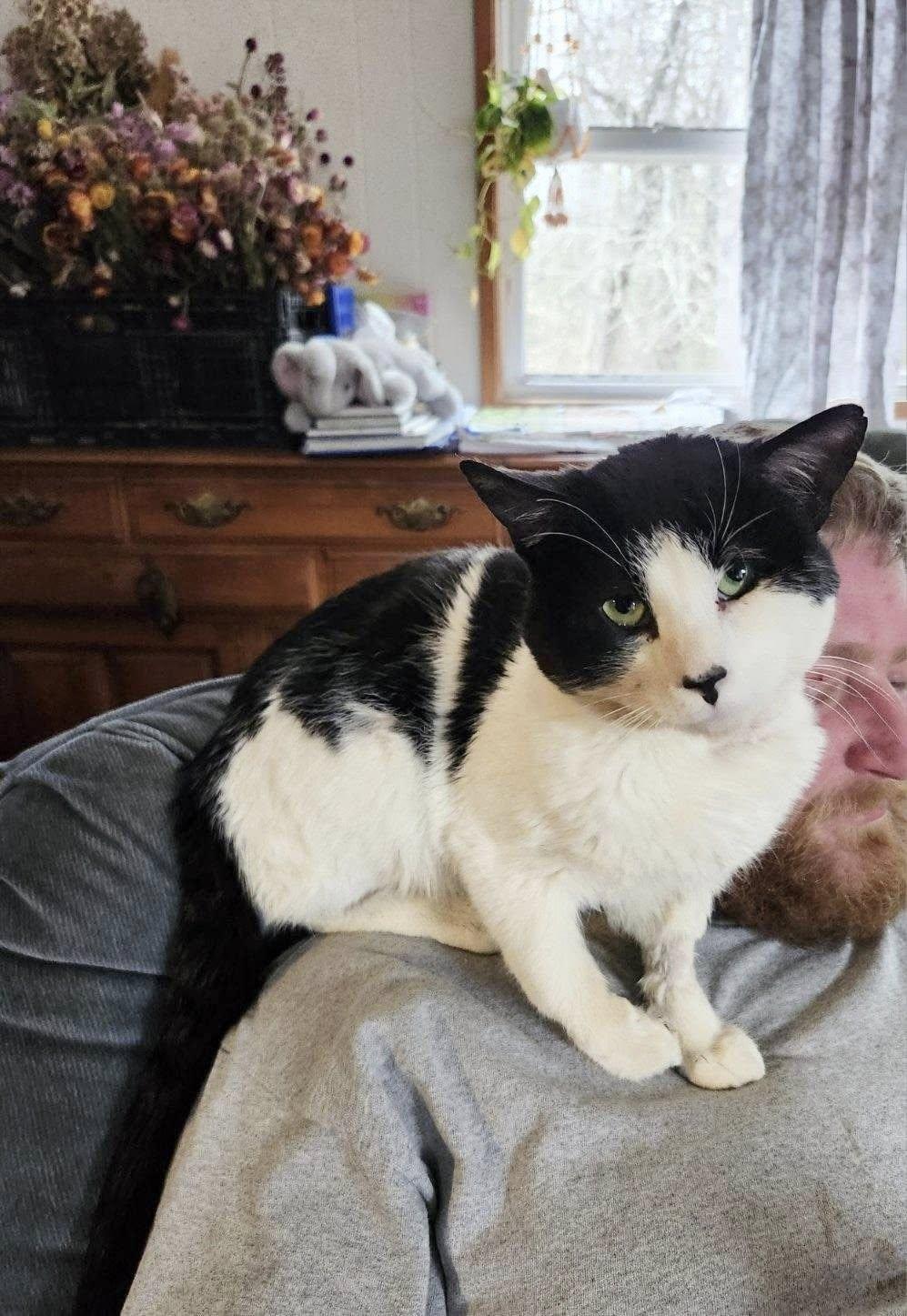 Enlarge Fruitloop, a ADOPTABLE Domestic Short Hair in Kennebunk , ME image 2/6