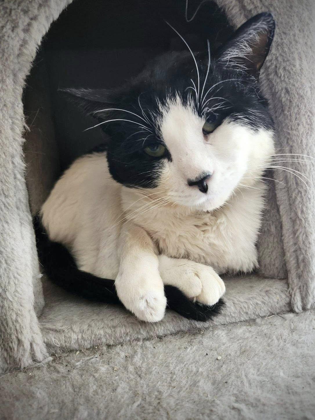 Fruitloop, ADOPTABLE, Adult Male Domestic Short Hair.