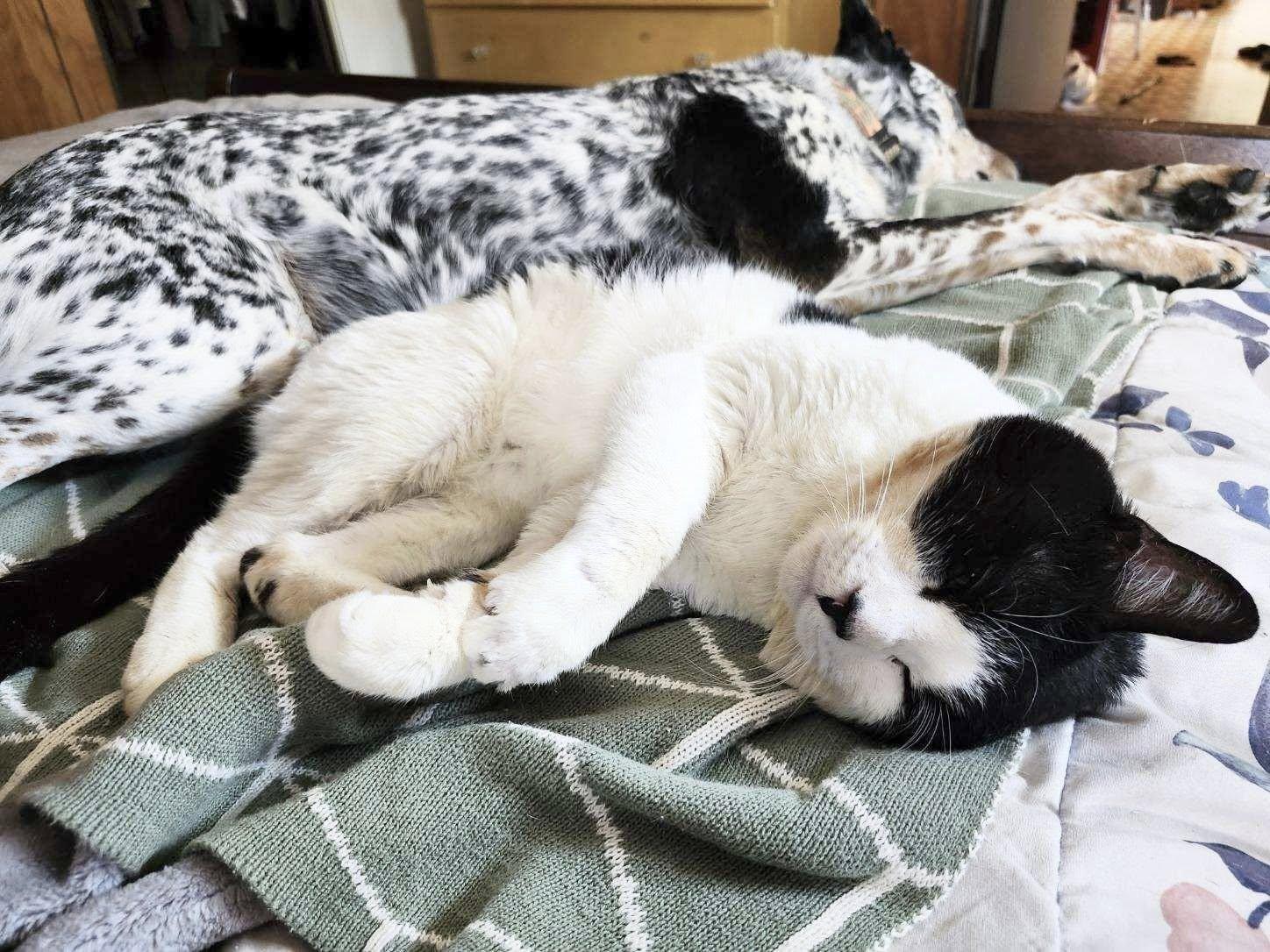 Enlarge Fruitloop, a ADOPTABLE Domestic Short Hair in Kennebunk , ME image 3/6