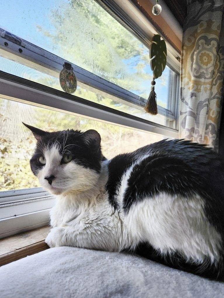 Enlarge Fruitloop, a ADOPTABLE Domestic Short Hair in Kennebunk , ME image 5/6