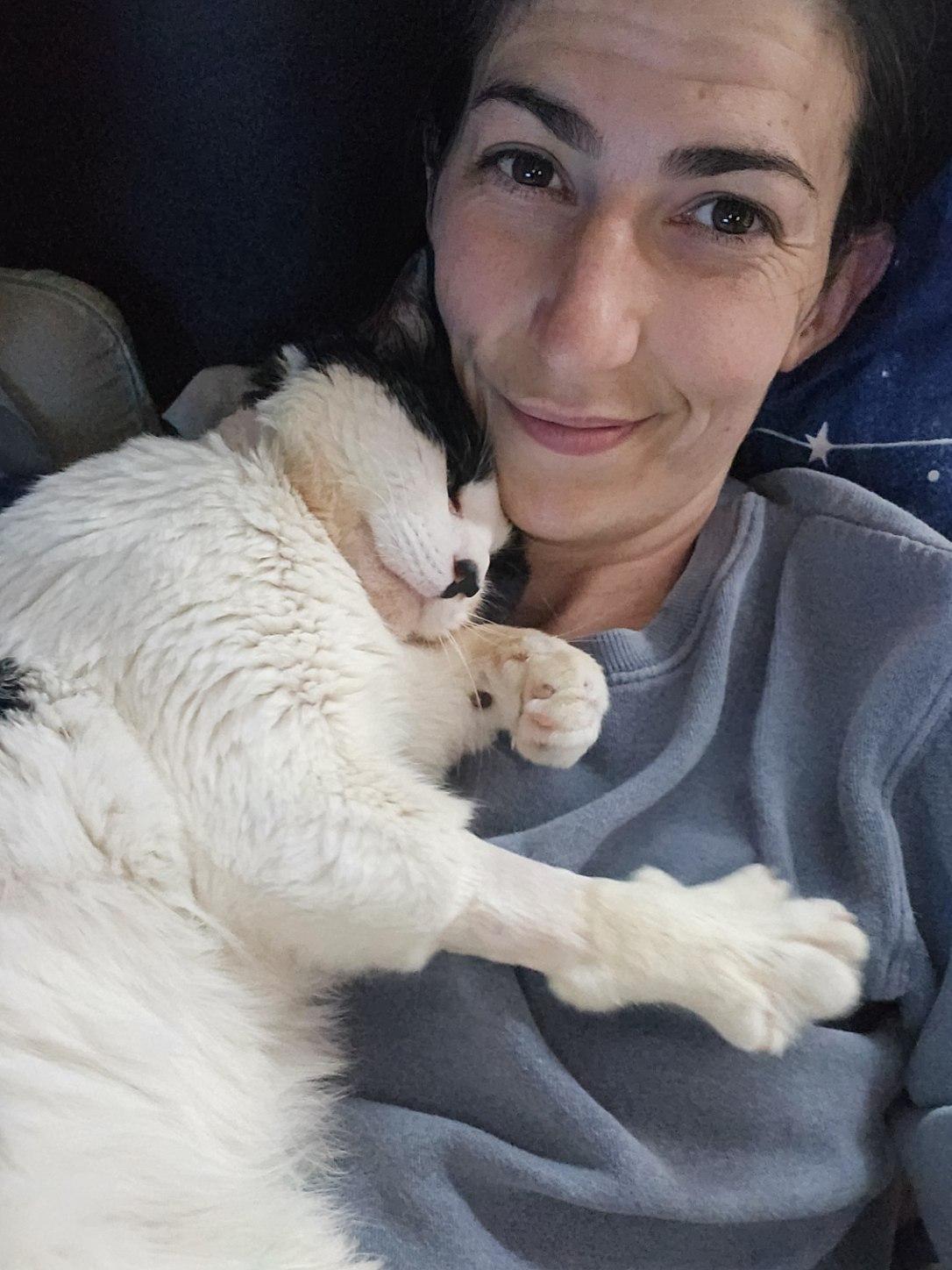 Enlarge Fruitloop, a ADOPTABLE Domestic Short Hair in Kennebunk , ME image 6/6