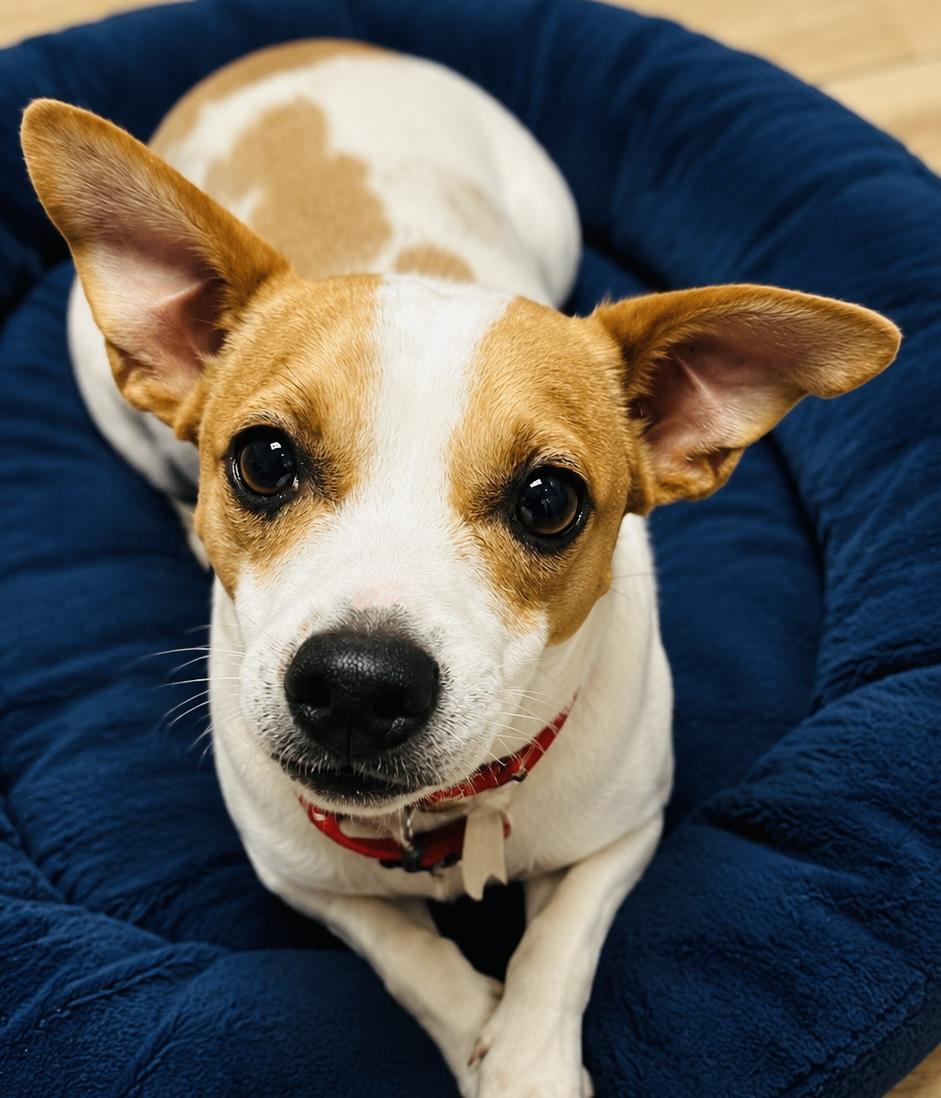 Enlarge JACK, a Adopted mixed breed in Boston, MA image 4/5