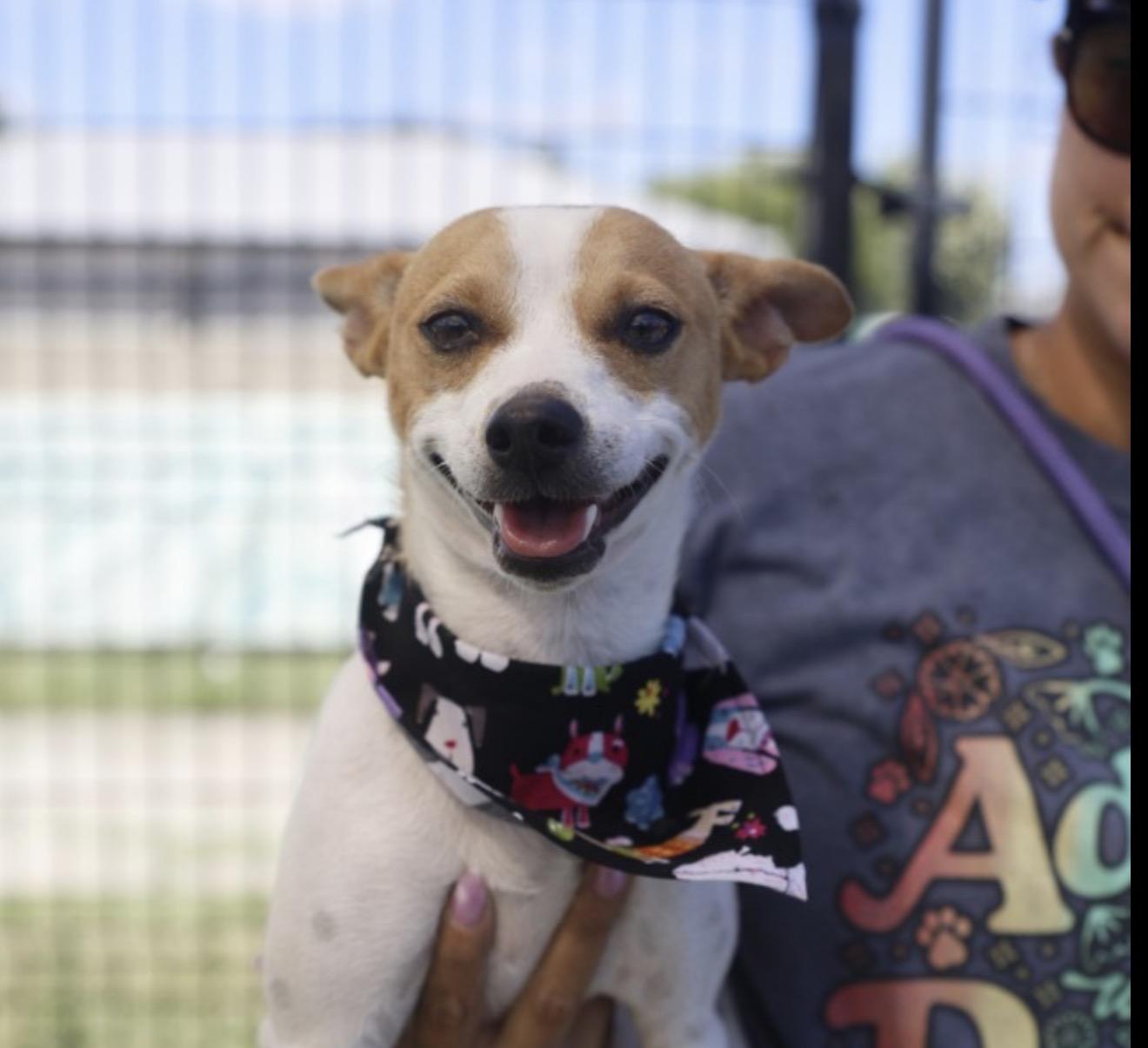 Enlarge JACK, a Adopted mixed breed in Boston, MA image 5/5