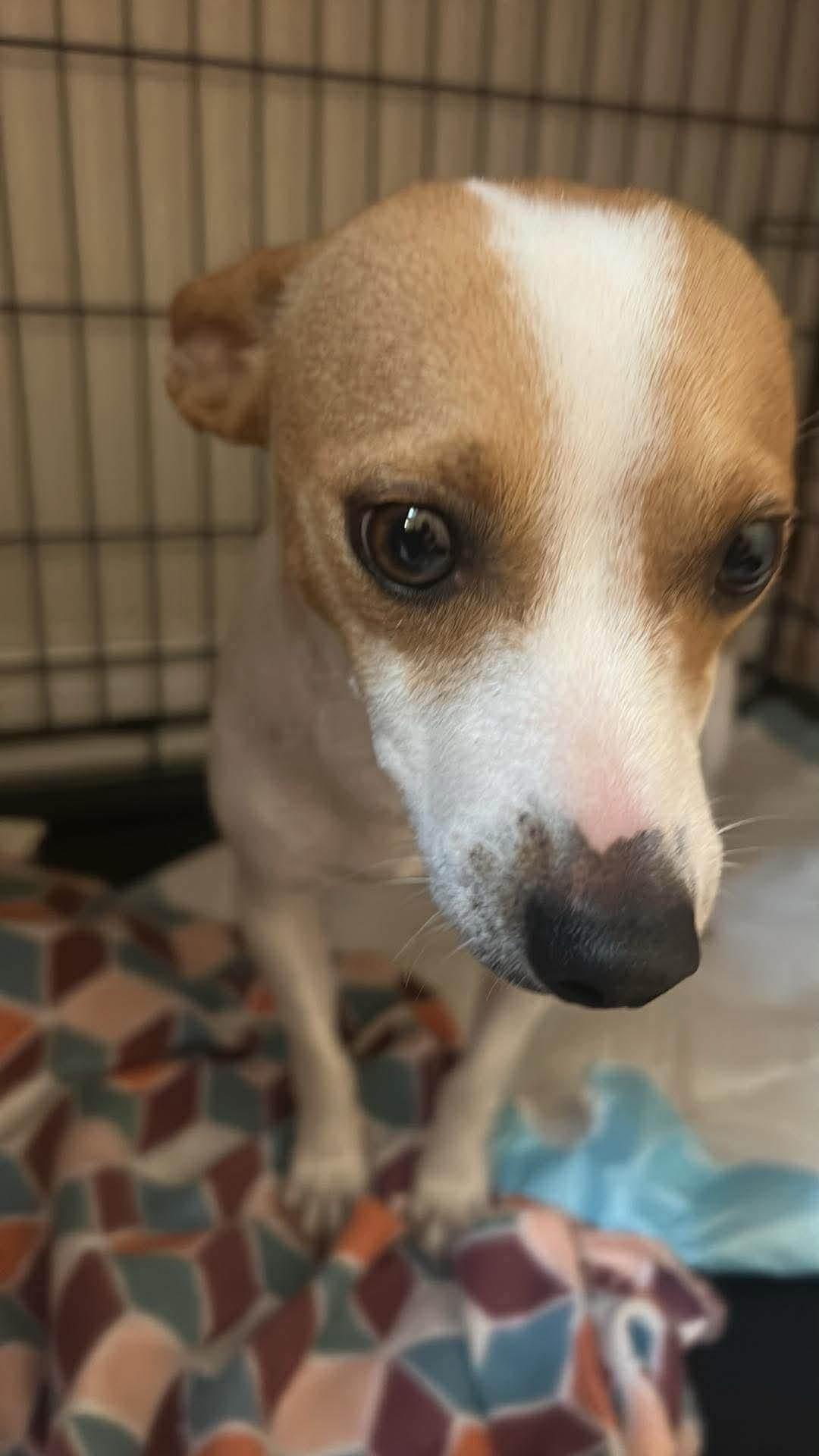 Enlarge JACK, a Adopted mixed breed in Boston, MA image 3/5