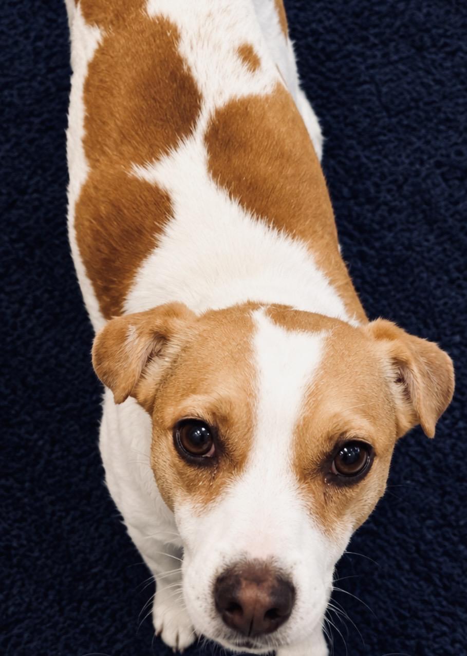 Enlarge JACK, a Adopted mixed breed in Boston, MA image 2/5